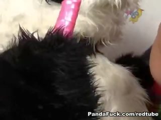 Hard omhoog panda voeders roze dildo in nauw tiener