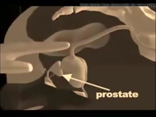 Hur till ge en prostata massagen, fria xxx massagen porr show